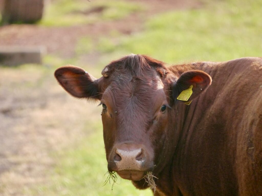 Close up of a red-colored Devon cow