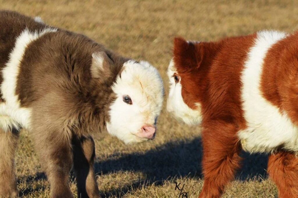 Two miniature cows on grassy field