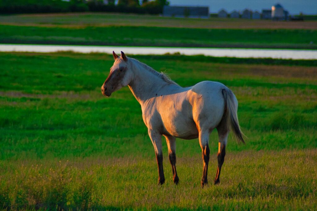 American Quarter Horse