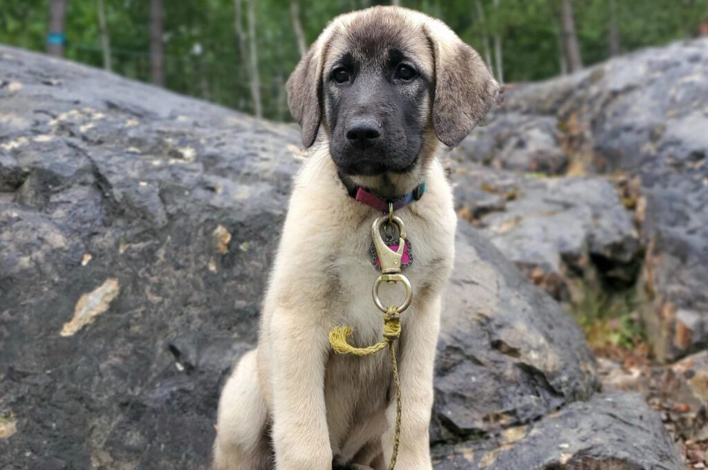 Young Anatolian Shepherd sitting on rocky terrain