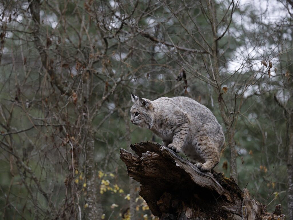 Bobcat atop a bark