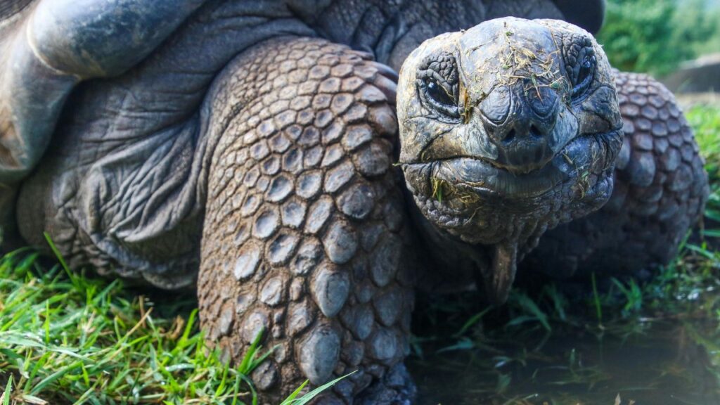 Tortoise