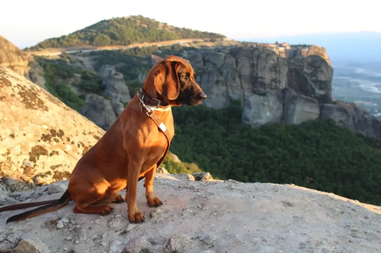 Dog on a mountain