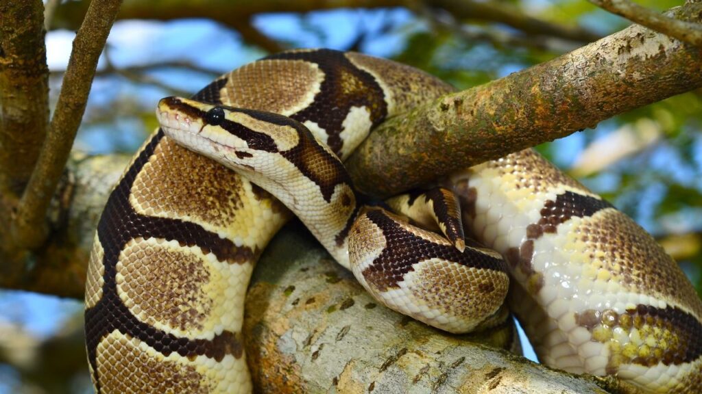 ball python