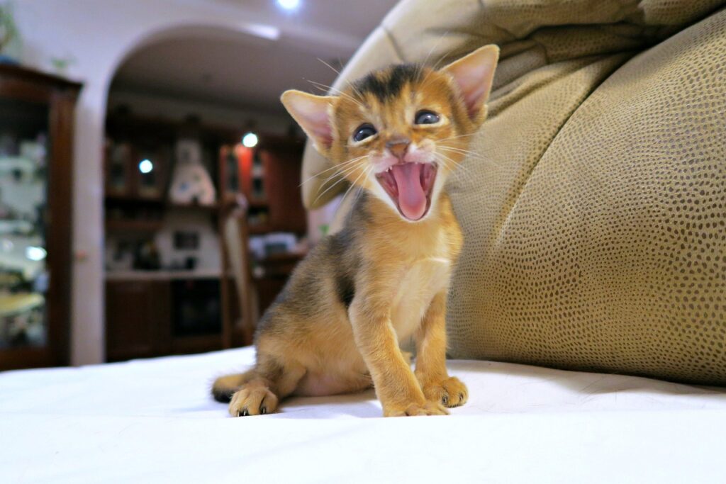 abyssinian kitten