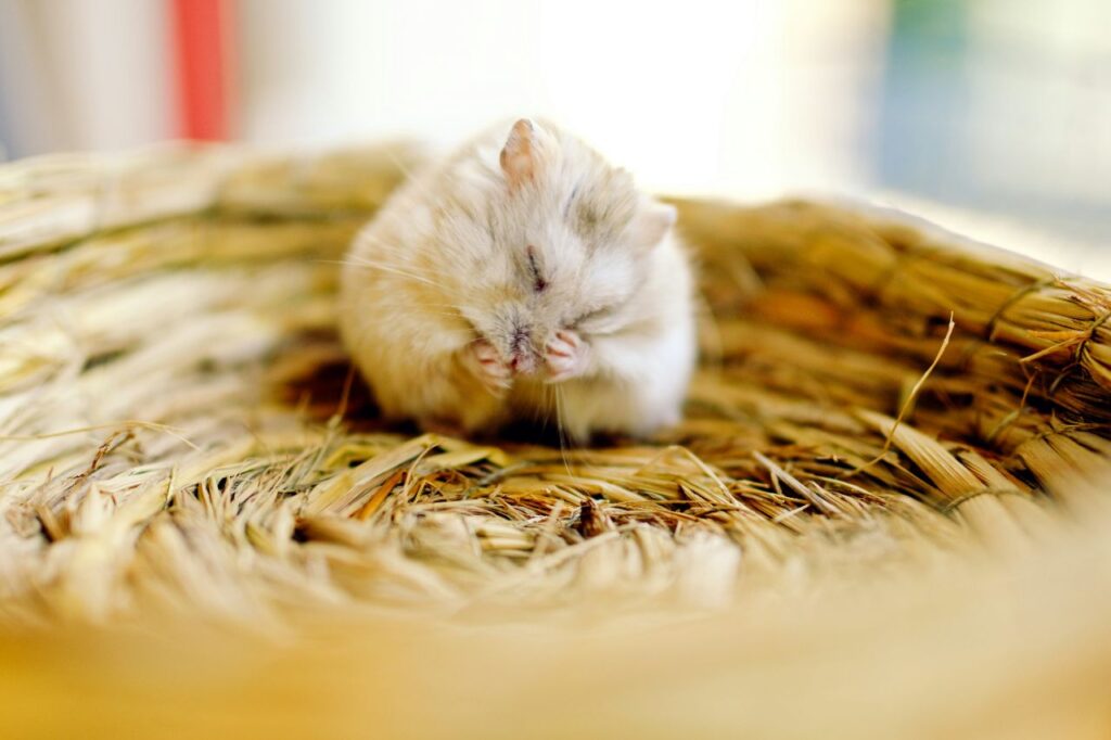 Hamster Sleepy