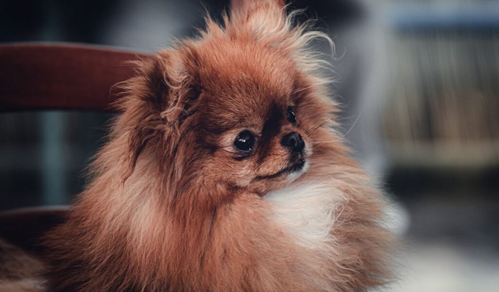 Pekingese looking to the side