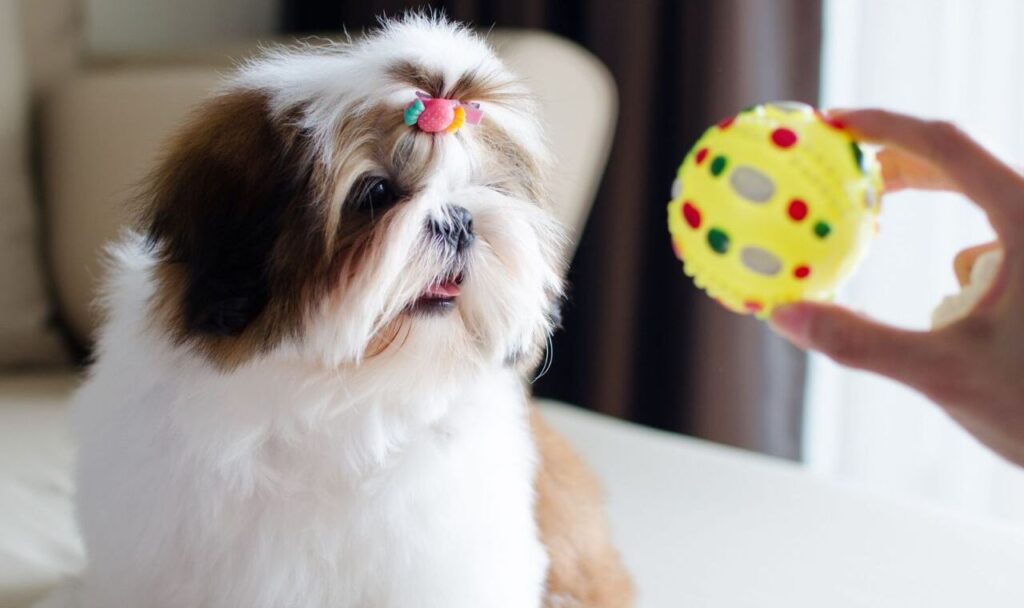Shih Tzu watching a yellow toy ball