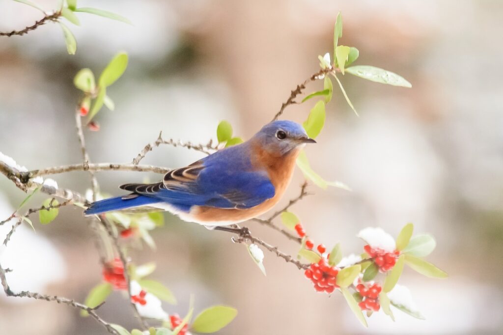 Bluebird near berries