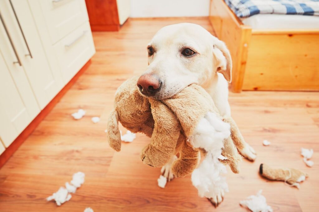 Labrador retriever chewed toy destruction