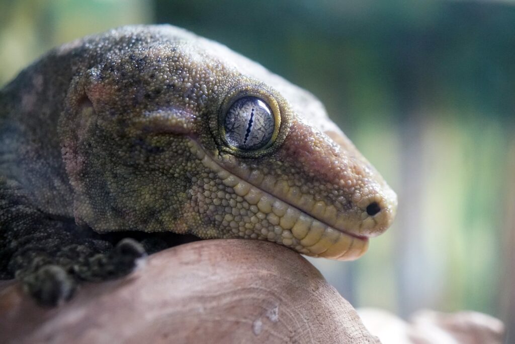 Leachianus Gecko- leachie