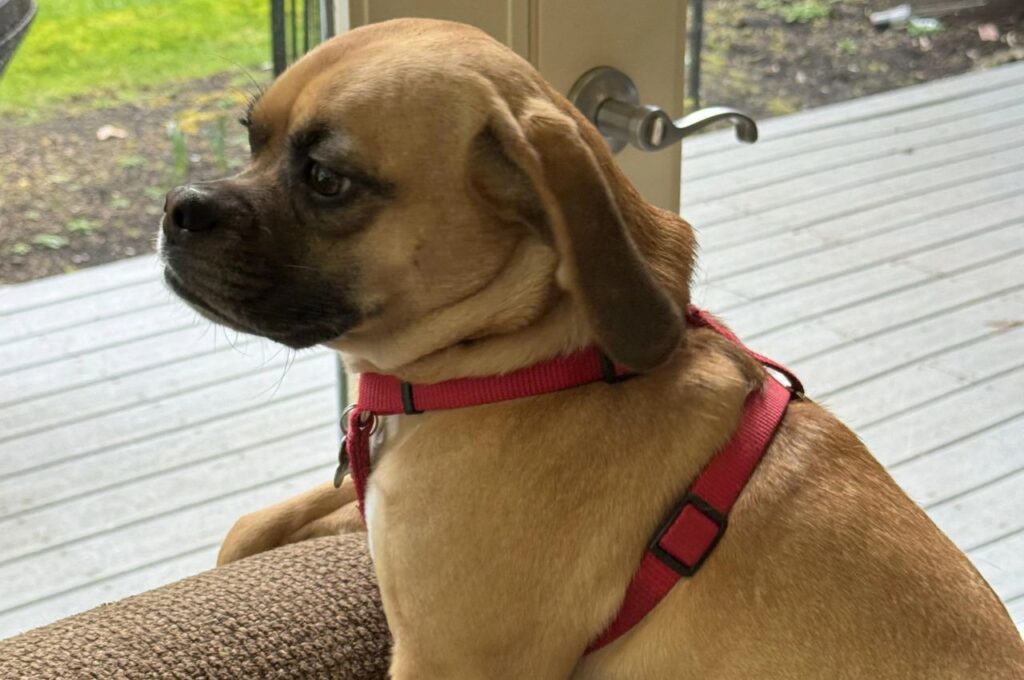 Close up of a Puggle Dog
