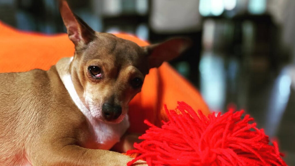 A Pear Head Chihuahua