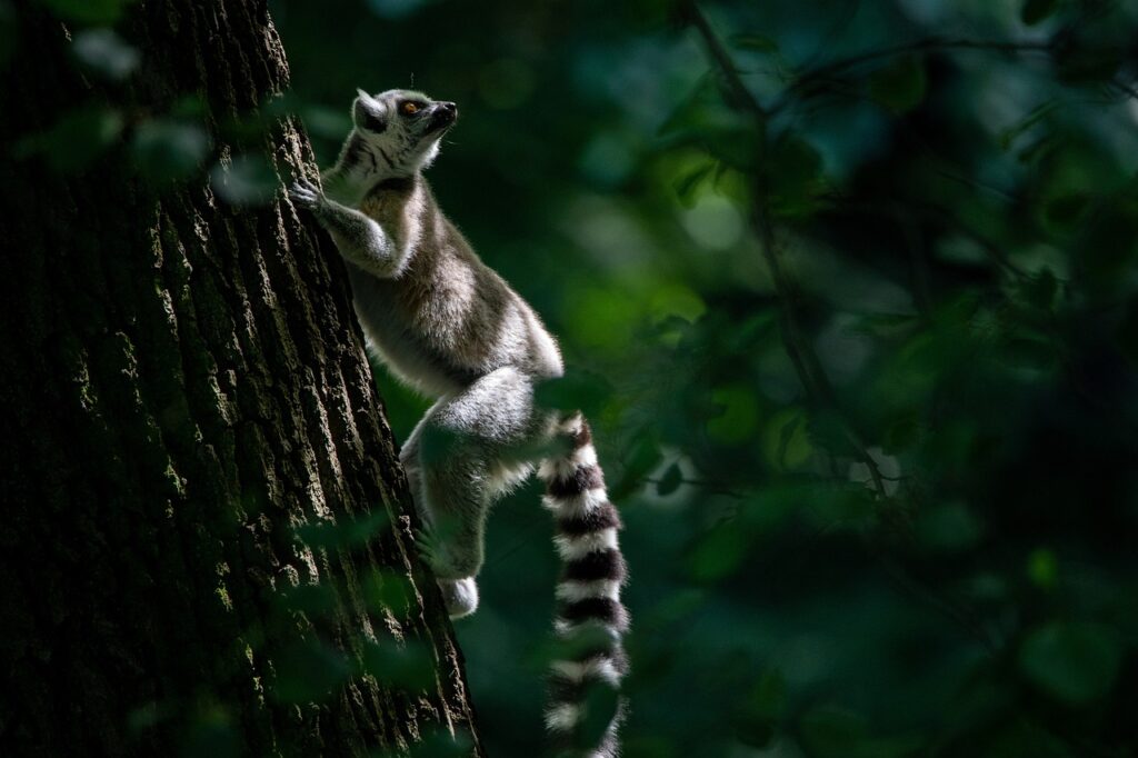 Lemur