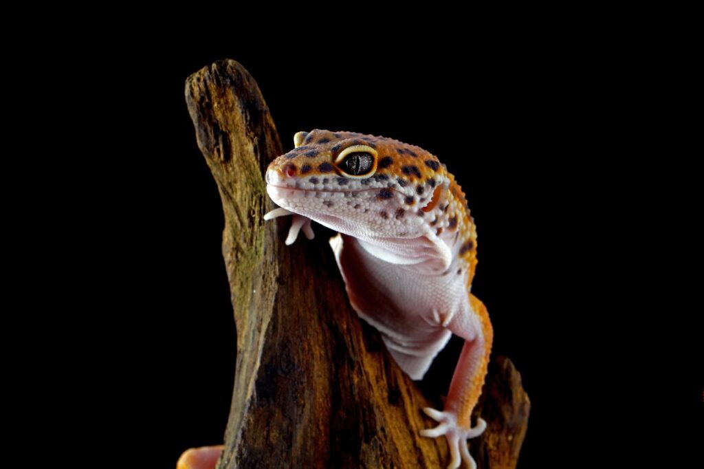 Leopard Gecko on wooden substrate
