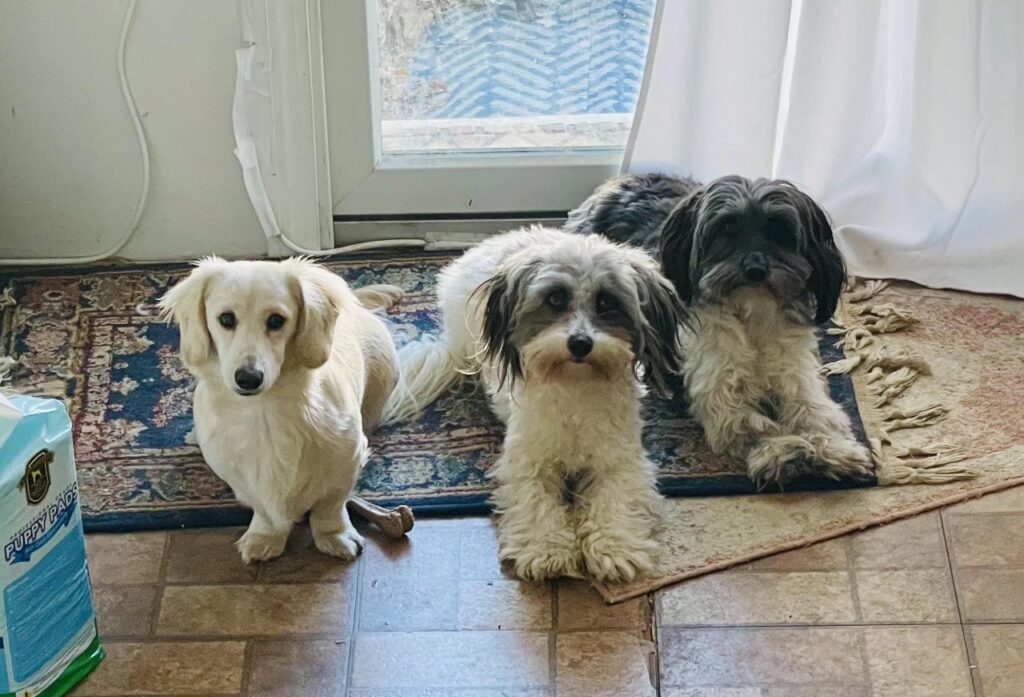 Two Maltese Dachshund mixes and one purebred Dachshund