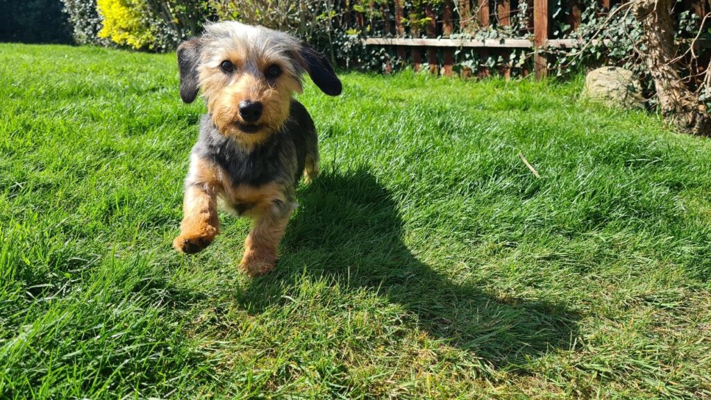 cross between a mini smooth dachshund and a Yorkshire terrier!