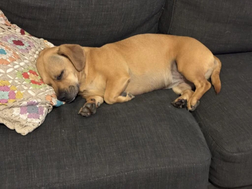 Dachshund and French Bulldog Mix