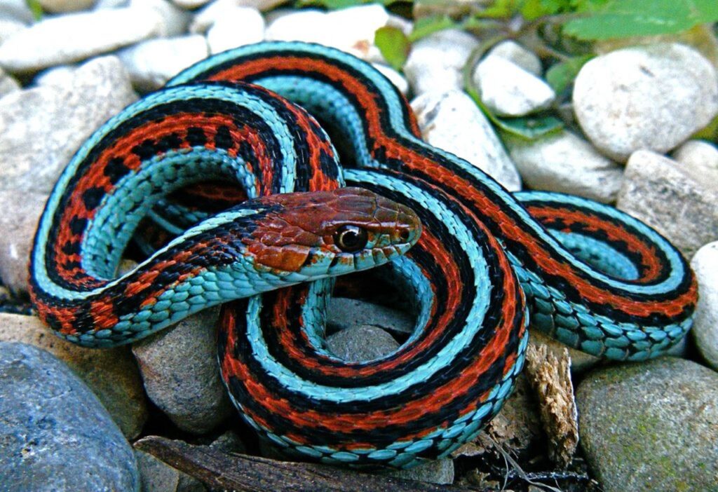 San Francisco Garter Snake