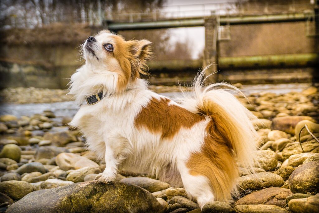 A Chihuahua posing