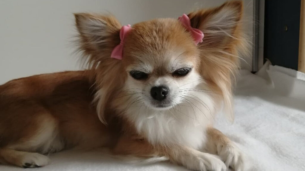 A Fawn Chihuahua