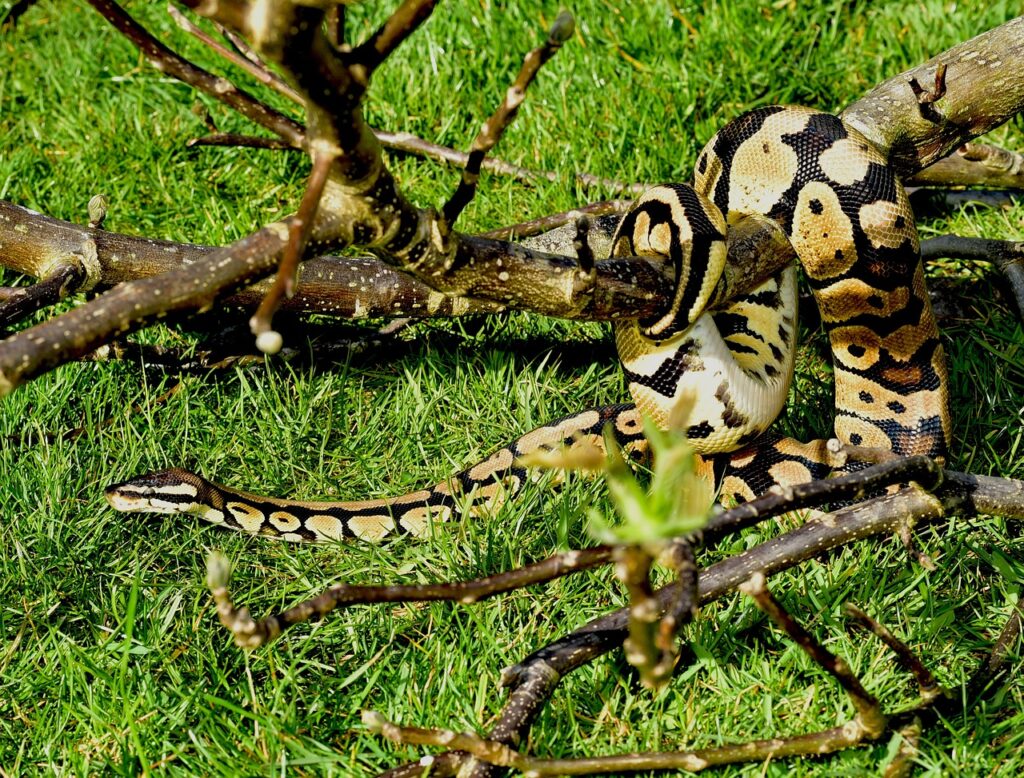 Ball Python