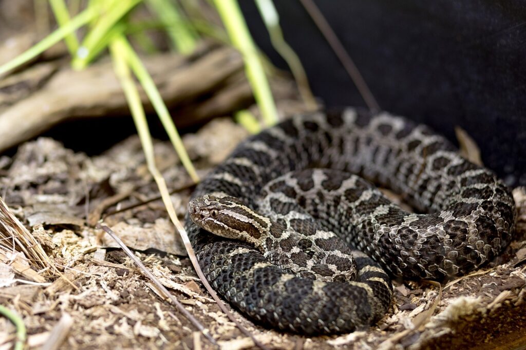  A Rattlesnake about to strike