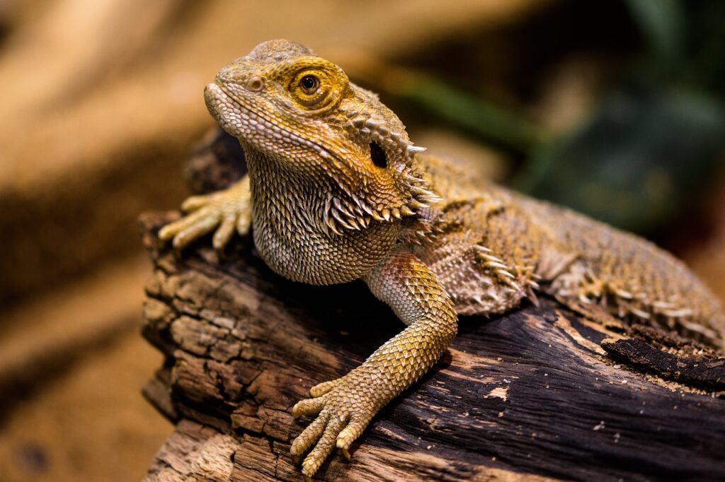 Bearded dragon lizard