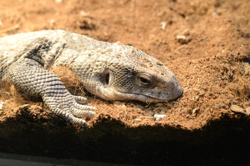 Savannah Monitor