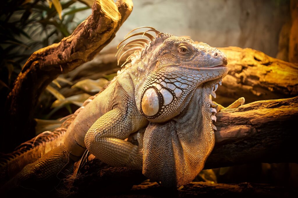 Big Lizard