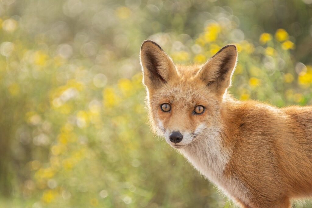 Red fox standing in a yellow wildflower field
