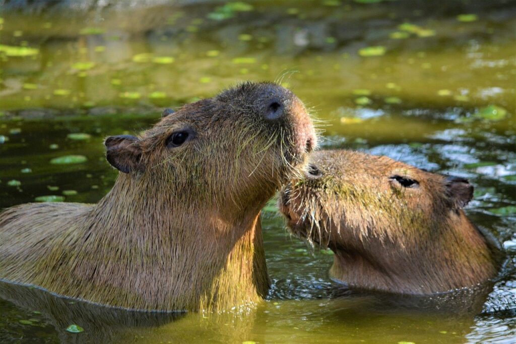 Couple of Capybaras in water