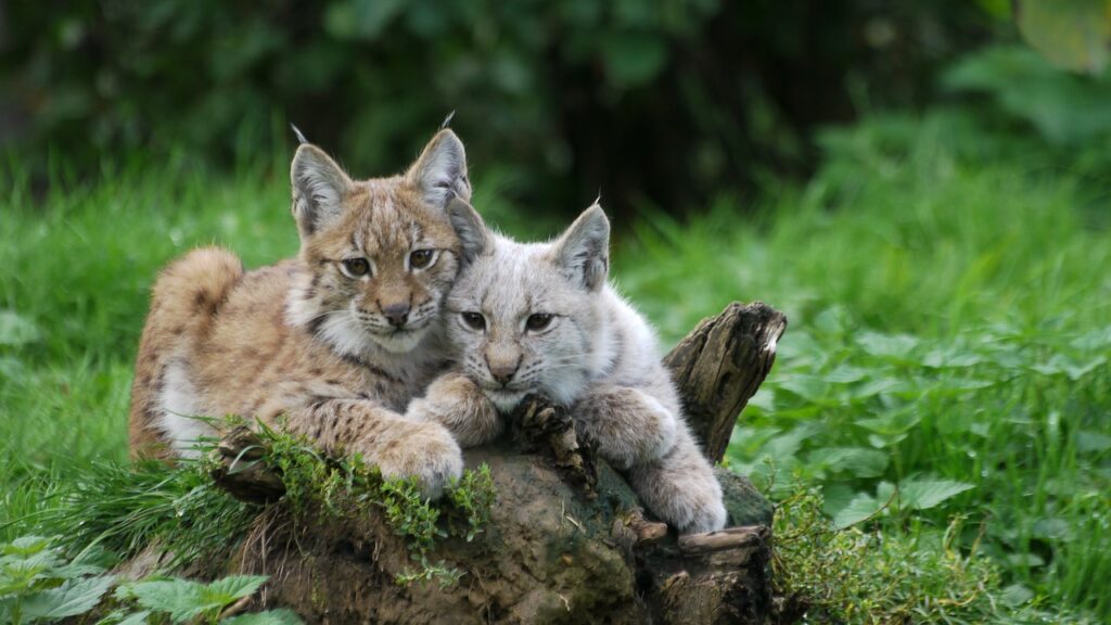 Bobcat in wild
