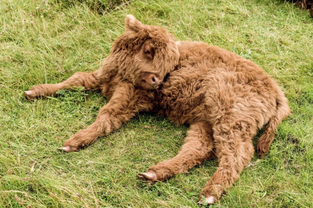 Miniature cow lying on grassy field