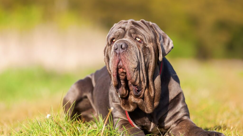 Neapolitan Mastiff