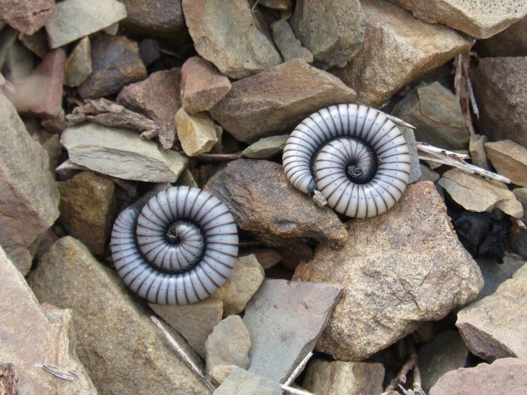 Couple of Millipedes