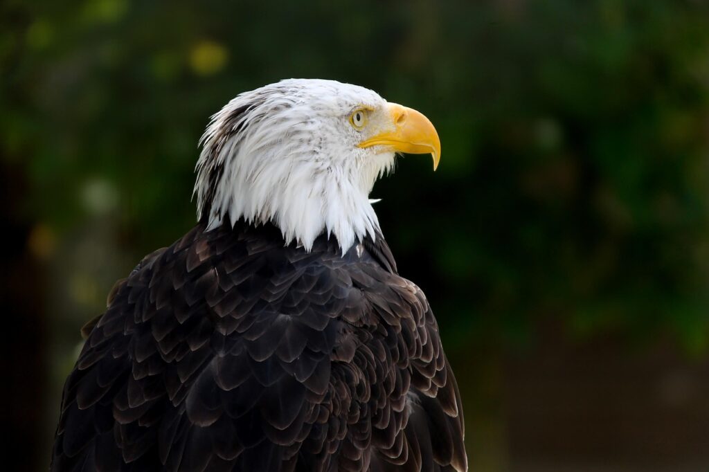 Bald eagle observing