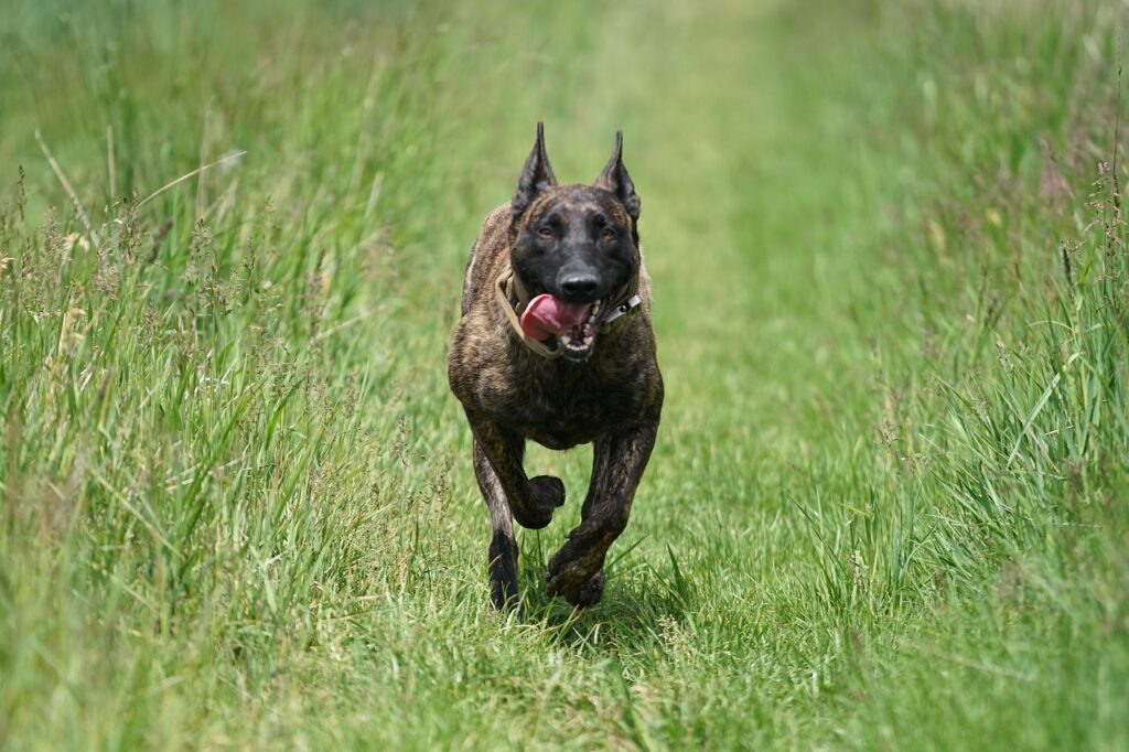 Dutch Shepherd running through green grassy field.