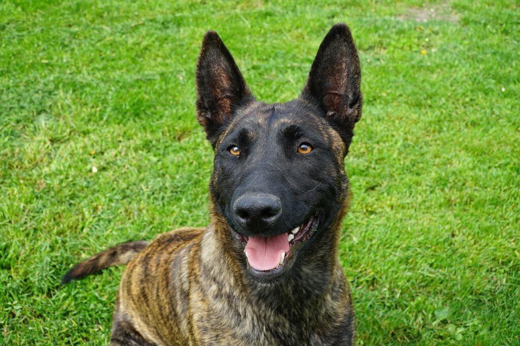 Dutch Shepherd sitting and smiling on grass