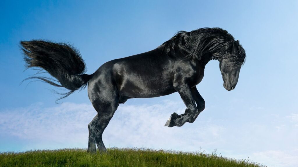 Common Behavior Problems in Horses