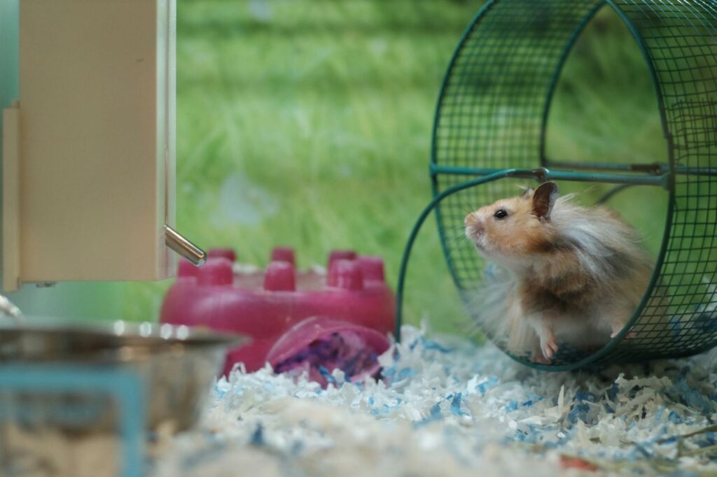 Hamster on a wheel