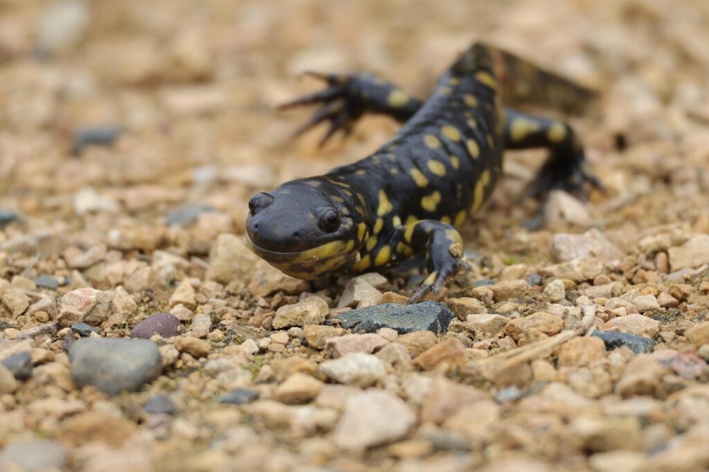 Tiger Salamander on the ground