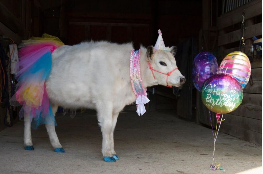 Miniature cow birthday