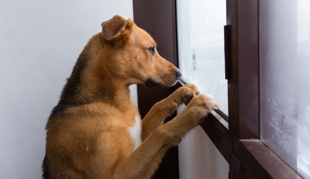 mixed breed dog looking through window