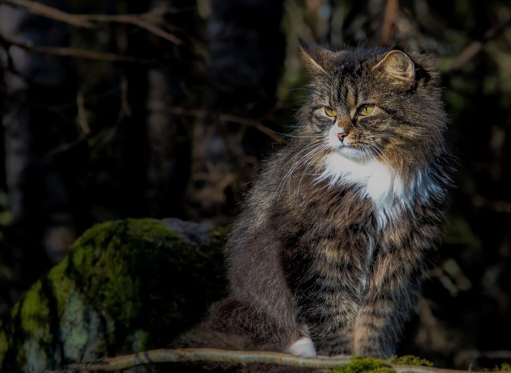 A Norwegian Forest Cat looking