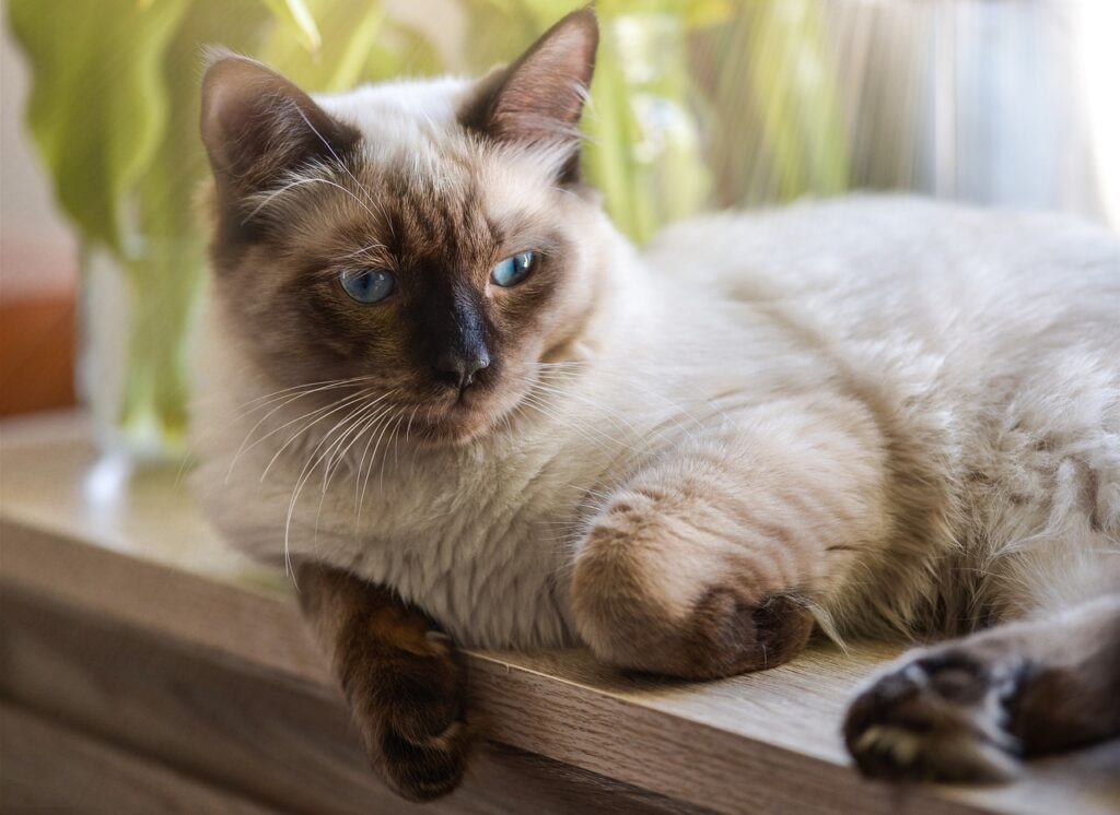 A Ragdoll Cat