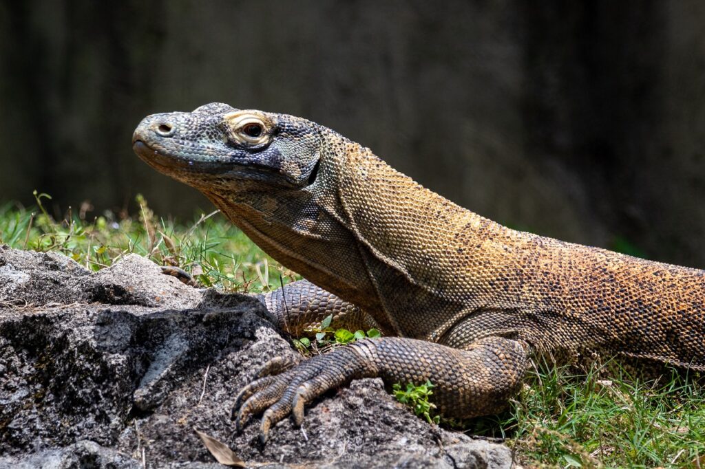 monitor-lizard