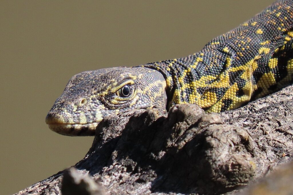 Nile Monitor