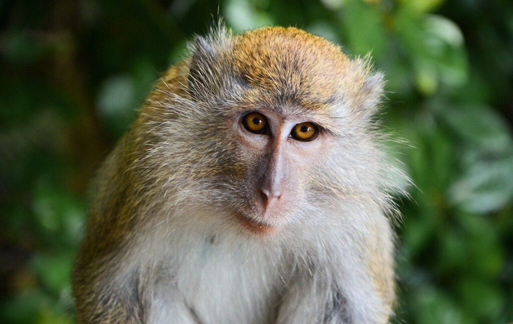 Close-up of a monkey with golden-brown fur and striking amber eyes, gazing directly at the camera against a backdrop of green foliage.