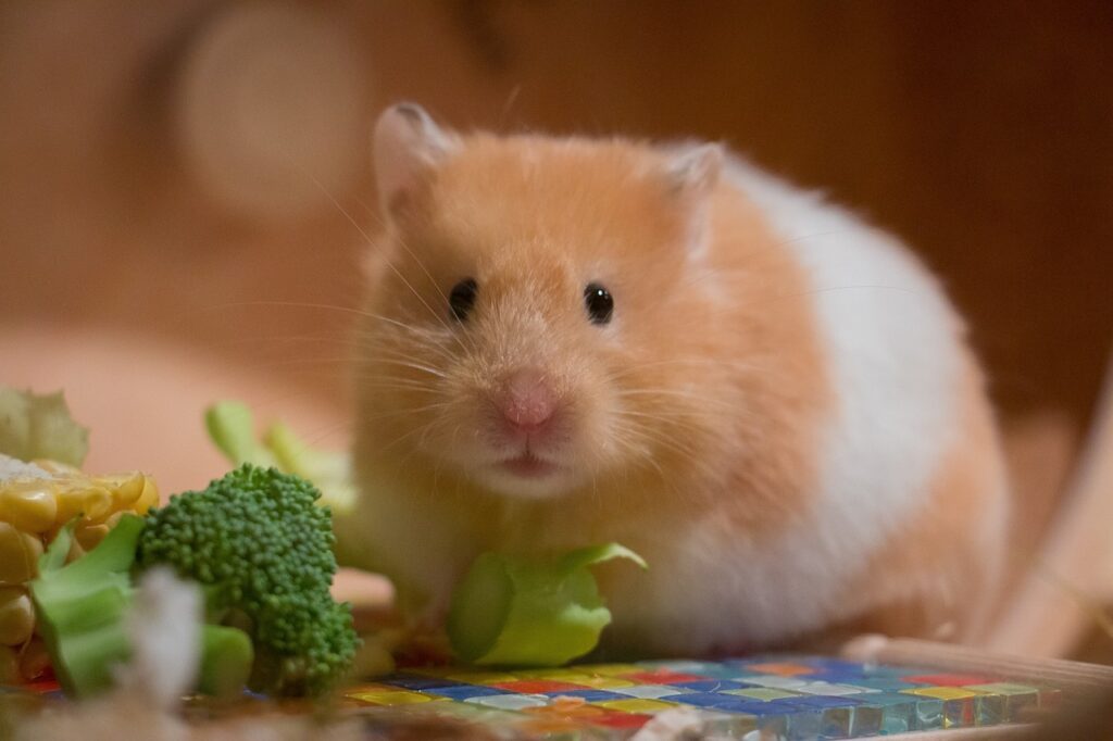 A Golden Hamster